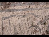 07736 ostia - regio iv - insula ii - terme del faro (iv,ii,1) - raum (3a) - apodyterium - mosaik - schlange - 06-2024.jpg
